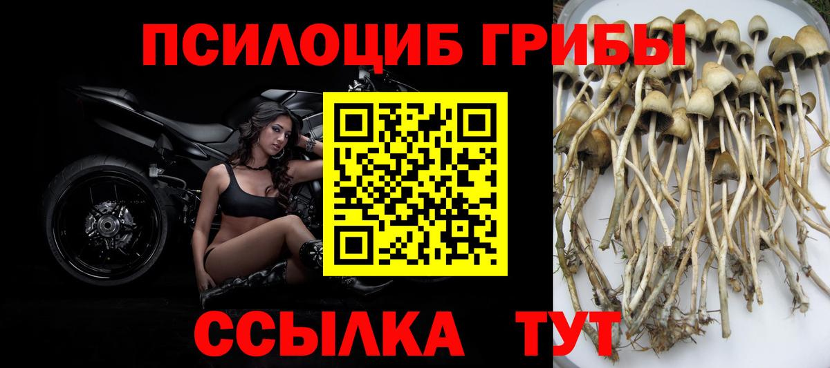 Псилоцибиновые грибы мицелий  Вход с VPN  Черняховск 